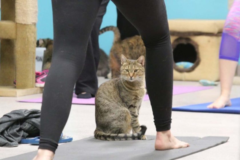 貓瑜伽