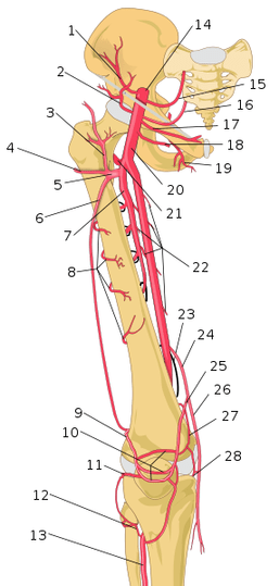  股骨的神經與動脈